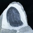 Fantasically Prepared Hollardops Trilobite (ON EBAY) #2962-3